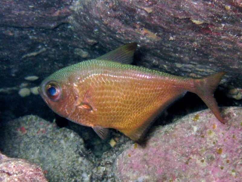 Pempheris mangula - specie lessepsiana